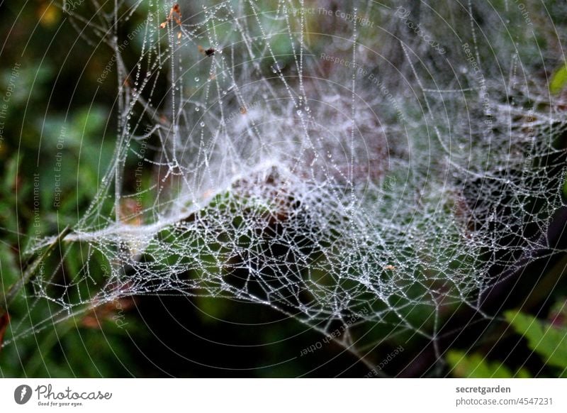 [Teufelsmoor 2021] filigran und vergänglich Spinnennetz Netz vernetzt Gehirn denken Struktur fein feingliedrig Vergänglichkeit Natur spinnen Wassertropfen nass
