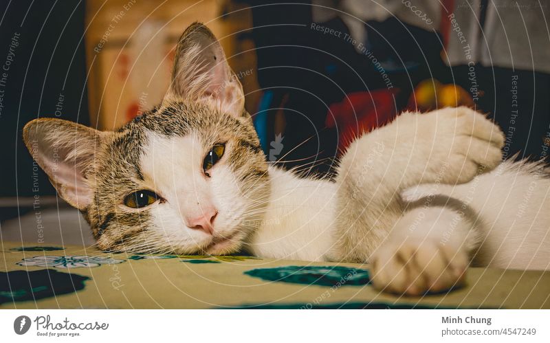 eine süße Katze liegt allein auf dem Bett niedlich Lügen Tier Haustier ruhen schön weiß Katzenbaby Kätzchen bezaubernd heimisch Auge lustig Fell heimwärts