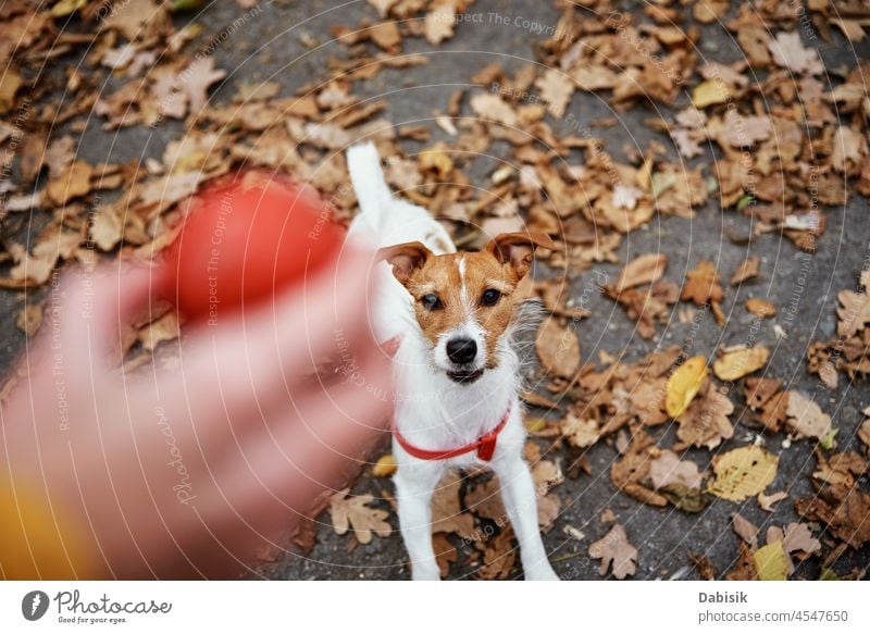Hund, der im Herbst mit seinem Besitzer im Park spazieren geht Spaziergang Natur im Freien Haustier Training Saison Tier züchten Eckzahn heiter tagsüber