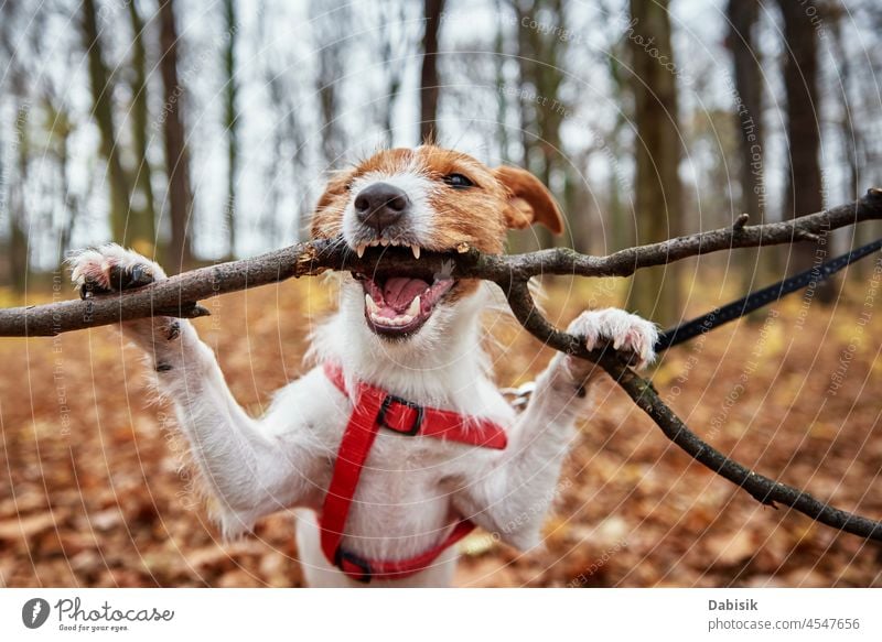 Hund spielt mit einem Ast im Herbstwald Spaziergang nagen Biss Park Zähne kleben Natur im Freien Haustier Saison Tier züchten Eckzahn heiter heimisch Blick