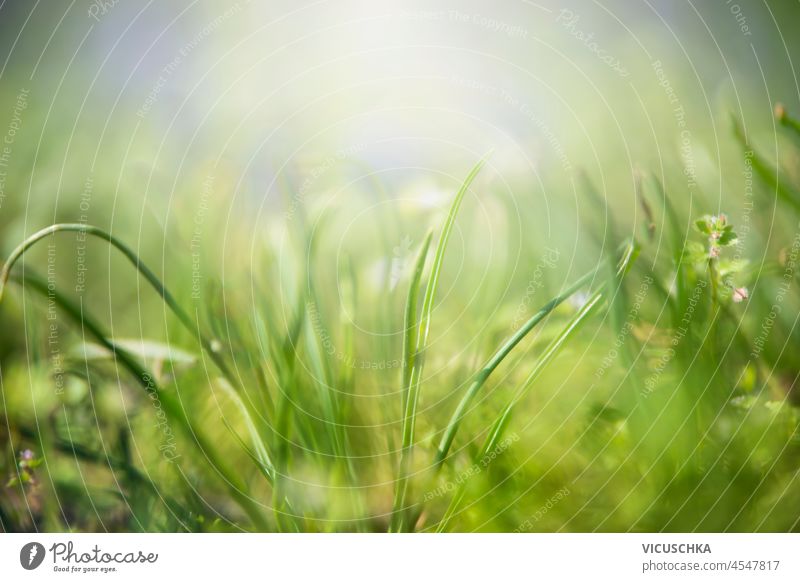 Nahaufnahme von grünem Sommergras mit natürlichem Licht und Unschärfeeffekten. Natur Hintergrund. Ansicht von vorne. abschließen Gras natürliches Licht