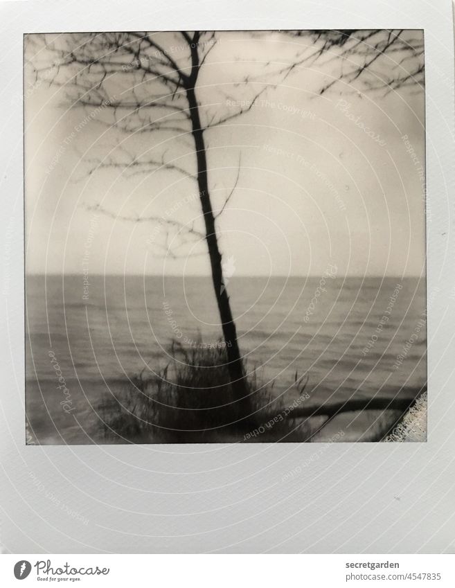 schief & krumm & dreckig Polaroid Analogfoto analog Baum unscharf Meer See Horizont Schwarzweißfoto Außenaufnahme schwarzweiß Natur Himmel Wasser Busch Winter