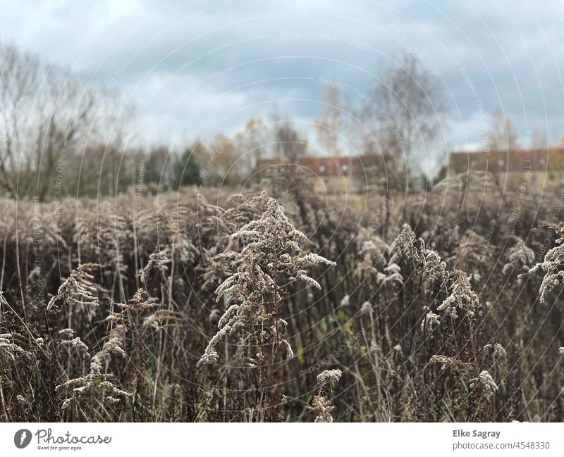 Goldrautenfeld im November -nostalgisch schön Natur Pflanze Makroaufnahme Nahaufnahme Außenaufnahme Schwache Tiefenschärfe Menschenleer Umwelt Insektenschutz