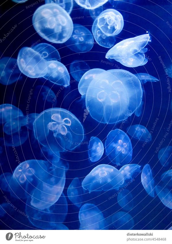 Quallen im blauen Wasser Meer Aquarium Tier Natur Lebewesen meeresbewohner Umwelt Umweltzerstörung bedroht schön Ökosystem Schwimmen & Baden Schweben leuchtend