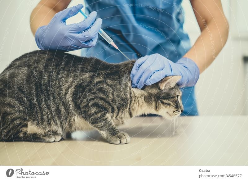 Eine Tierärztin verabreicht einer Katze eine Injektion Veterinär Tierarzt Einspritzung Impfung Kätzchen Arzt Geben Katzenbaby Haustier Krankenhaus Impfstoff