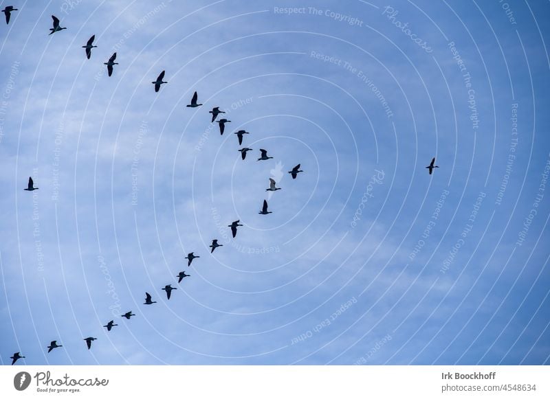 Formationsflug in Dreiecksform von Graugänsen Silhouette Zugvögel Wildgans Flügel viele Zusammensein natürlich Herbst Vogelflug Farbfoto Bewegung Vogelwelt