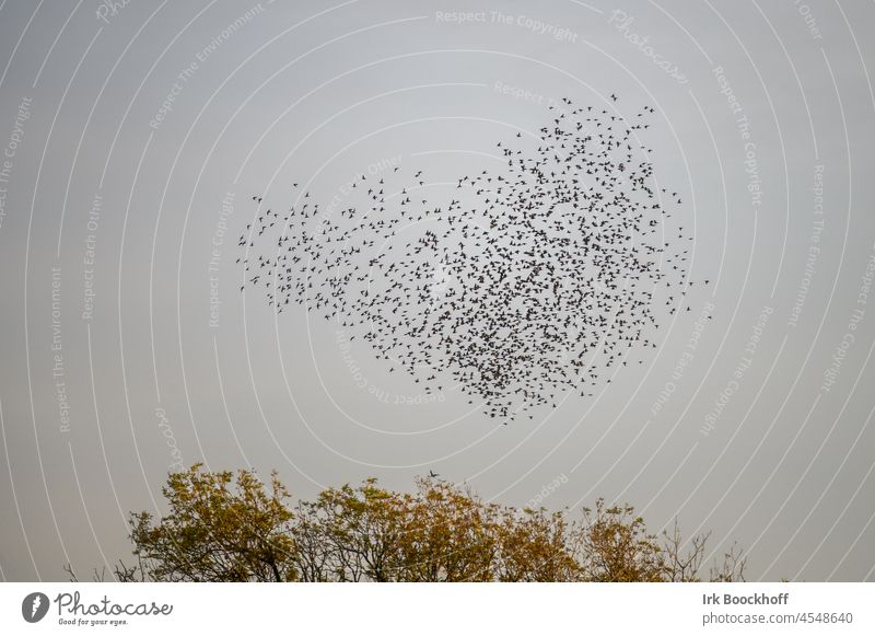 Formationsflug von Staren in Form eines Herzens Flugformation Fauna Tageslicht Himmel schnell viele Durcheinander fliegen Vogelschwarm Schwarm Vögel Natur