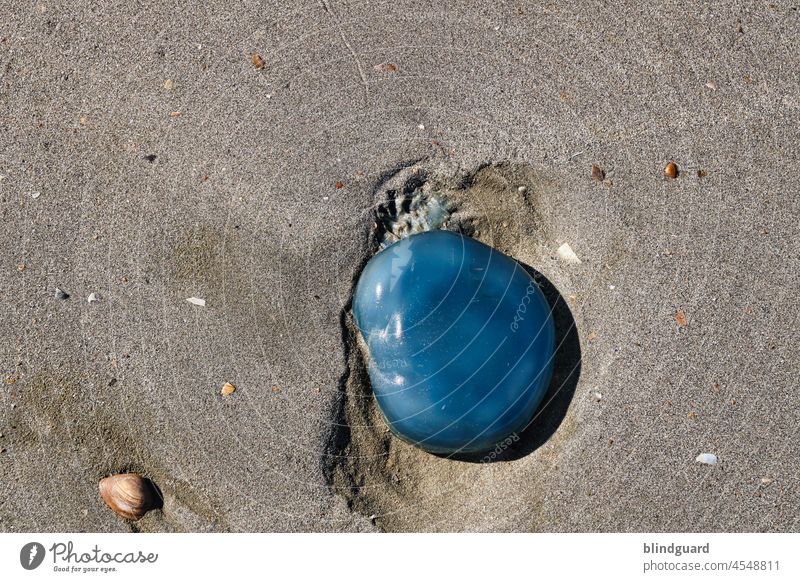 Blue Dot Award (an Land) Qualle Tier blau Farbfoto Menschenleer Natur Sand Strand Strandgut Außenaufnahme Küste Tag Nordsee Belgien Sommer Muschel Meduse Medusa