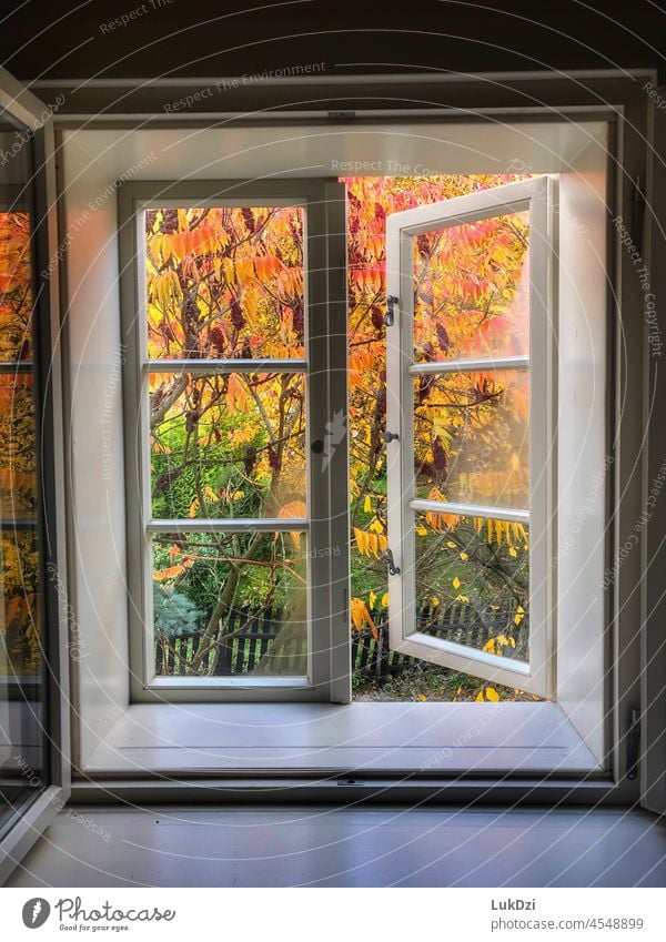 Bunte Herbstblätter an einem Baum durch ein weißes Holzfenster sichtbar Herbstlaub Herbstfärbung Herbststimmung Herbstlicht Herbstgefühl Fenster Fensterrahmen