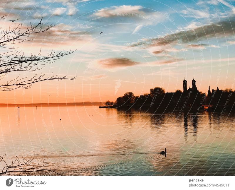vorbei Panorama Bodensee Schwan Friedrichshafen Natur Himmel Wasser Landschaft Hoffnung Erholung Ruhe See Sonnenuntergang Abendhimmel Seeufer