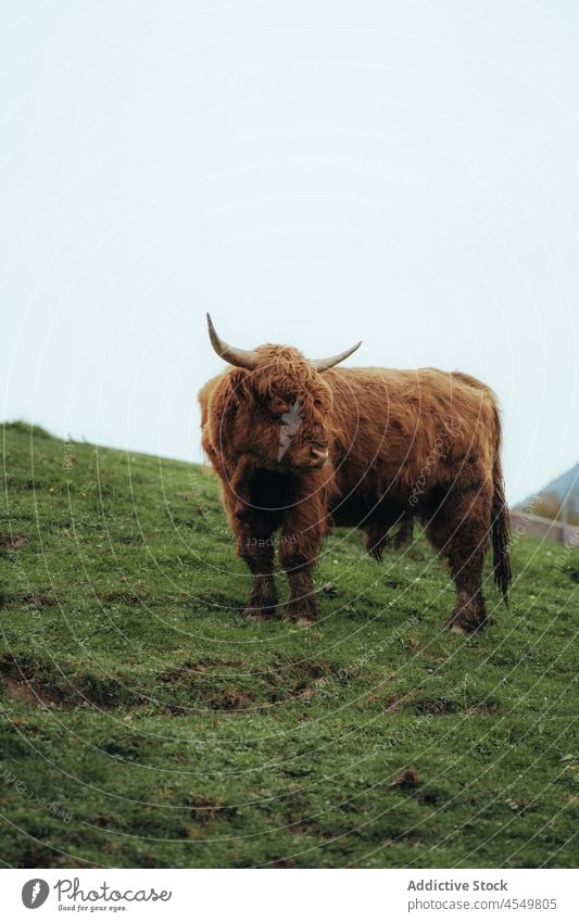 Hochlandrinder grasen auf einem Feld auf dem Lande Kuh Rind Tier Sattelkammer weiden Landschaft Natur Fell Umwelt Pflanzenfresser Schottisch Gras Zaun Säugetier