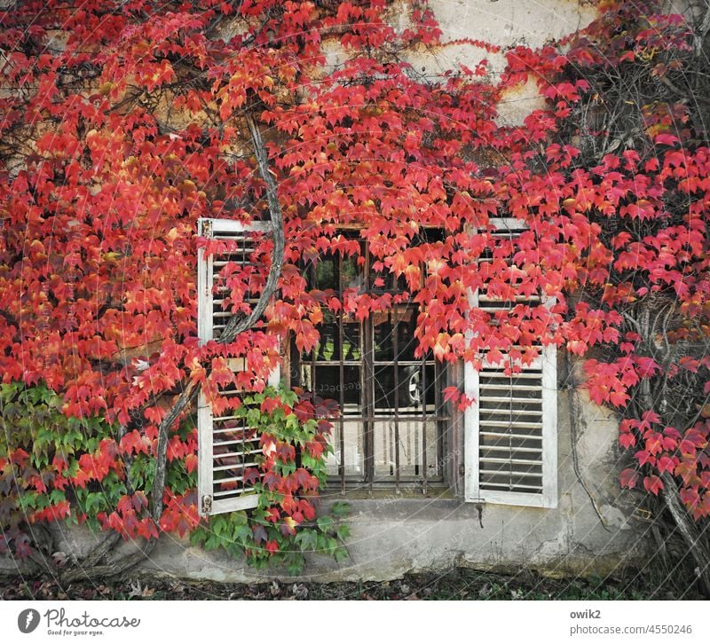 Immer offen Mauer Wand Fenster Fassade Wandverkleidung Haus Kloster Ranke Blatt Rankenplanze Pflanze Idylle Wachstum natürlich Bewuchs rot Herbst Weinblätter