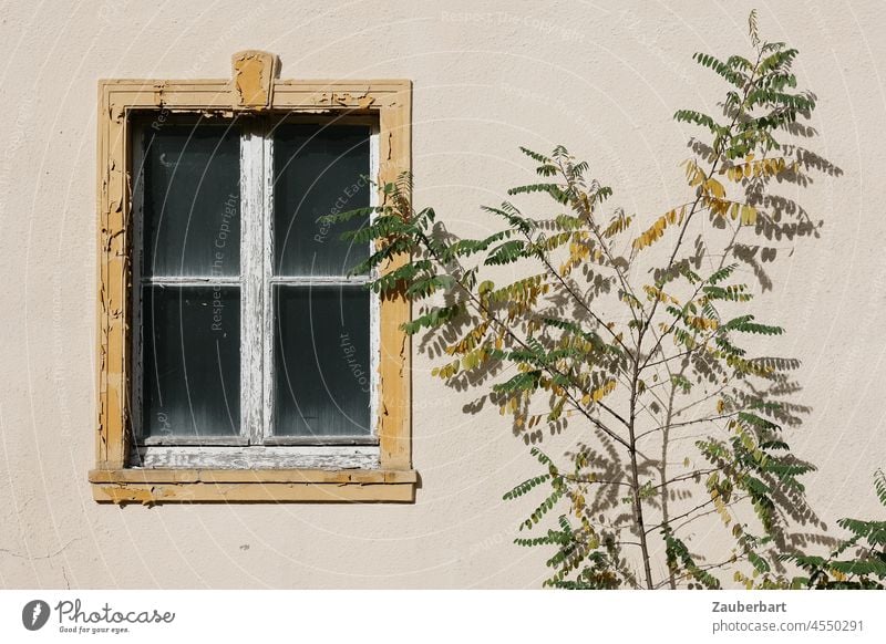 Fenster eines alten Hauses mit abblätternde Farbe im Sonnenlicht , davor eine Robinie Wand beige gelb weiß grün Rahmen verfallen verlassen Verfall Fassade