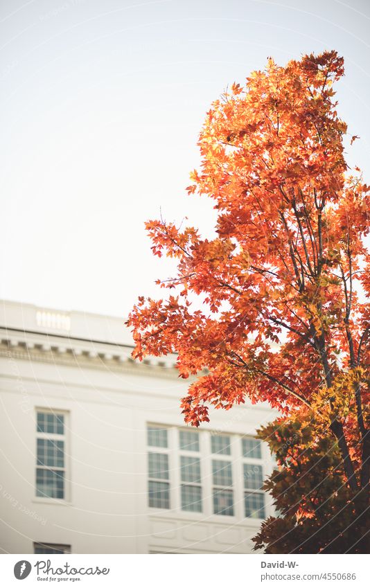 Laubbaum in roten herbstlichen Farben mit Gebäude im Hintergrund Herbst Herbstfärbung Herbstbeginn bunt farbenfroh leuchten Herbststimmung Sonnenlicht amberbaum