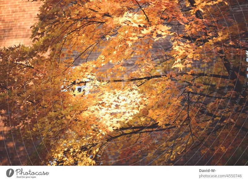 Herbstfarben - Herbstbaum mit buten Blättern im Herbst Laub Baum bunt gelb herbstlich Herbstbeginn Sonnenstrahlen Sonnenlicht Herbstfärbung Herbststimmung