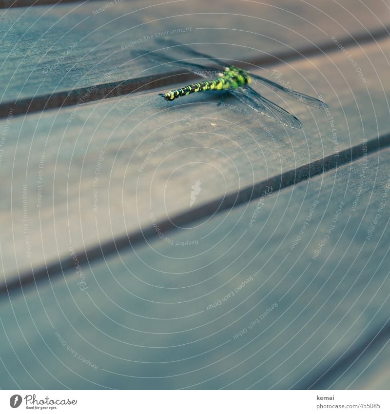 Verirrt Tier Wildtier Insekt Libelle Libellenflügel 1 Holz sitzen gelb grün Farbfoto Gedeckte Farben Außenaufnahme Nahaufnahme Detailaufnahme Textfreiraum unten