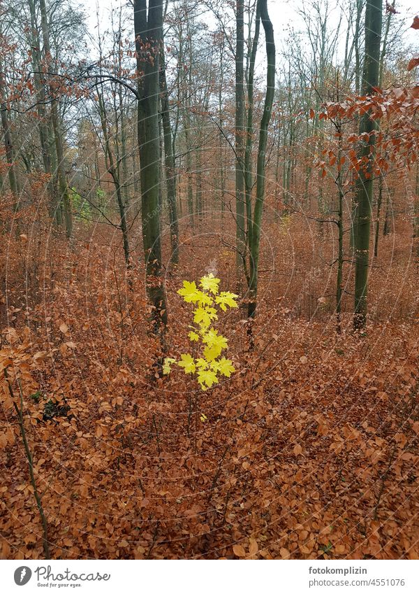 Ahorn-Bäumchen mit leuchtend gelben Herbstblättern mitten im herbstlich braunen Buchenwald Blätter Winter unterschiedlich Vergleich Kontrast Herbstfärbung