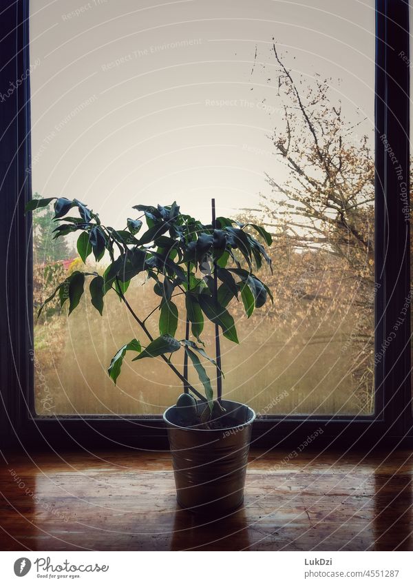 Blume in einem Metalltopf auf einer hölzernen Fensterbank Topfpflanze Pflanze Farbfoto Innenaufnahme Dekoration & Verzierung Häusliches Leben Blumentopf