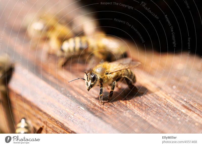 Bienen am Eingang eines Bienenstocks. Insekt in Nahaufnahme. Apis Mellifera. Imkerei. Detail makrofotografie Makro Bienenbeute detailreich Holz Holzuntergrund