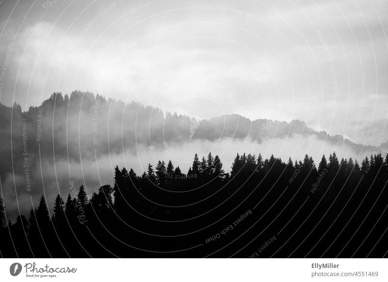 Nebel im Wald. Blick vom Breitenberg im Allgäu. Schwarz weiß Aufnahme. neblig Natur Landschaft Schwarzweißfoto schwarz Baum Menschenleer dunkel grau Kontrast