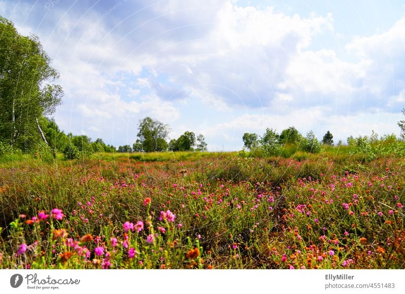 Landschaft im Diepholzer Moor. Naturschutzgebiet Moorerlebnispfad Moorlandschaft renaturierung Umwelt Umweltschutz Blumen Blüten Pflanzen Bäume blühzeit blühen