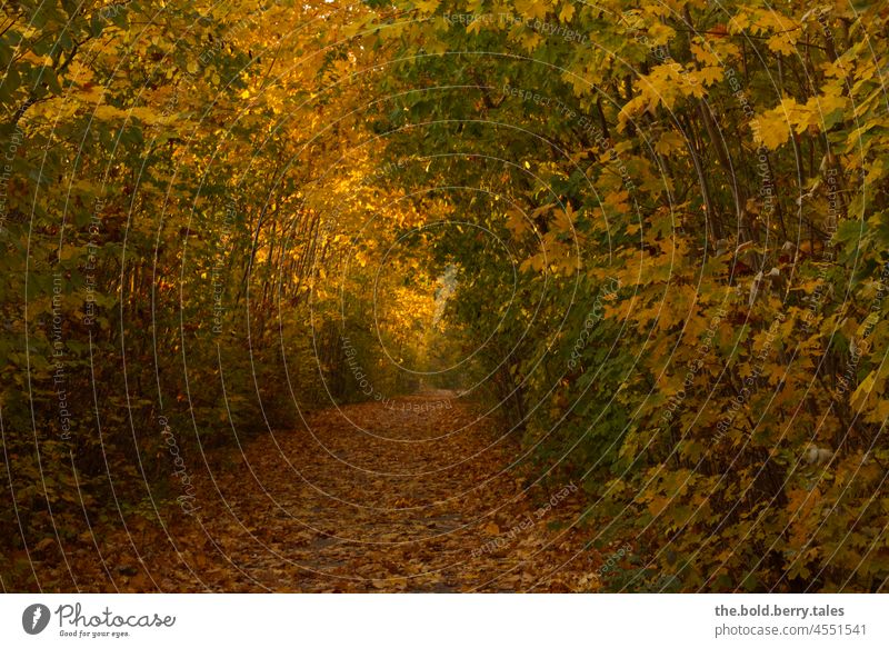 Laubbedeckter Weg durch Bäume im Herbst Herbstlaub bunt gelb grün Natur herbstlich Herbstfärbung Blatt Blätter Vergänglichkeit Menschenleer Außenaufnahme Baum