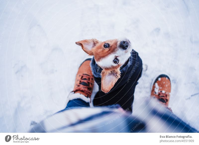 Draufsicht auf niedlichen Jack Russell Hund mit Mantel stehen von Besitzer Beine auf verschneiten Landschaft im Winter, Wandern und Abenteuer mit Haustieren Konzept