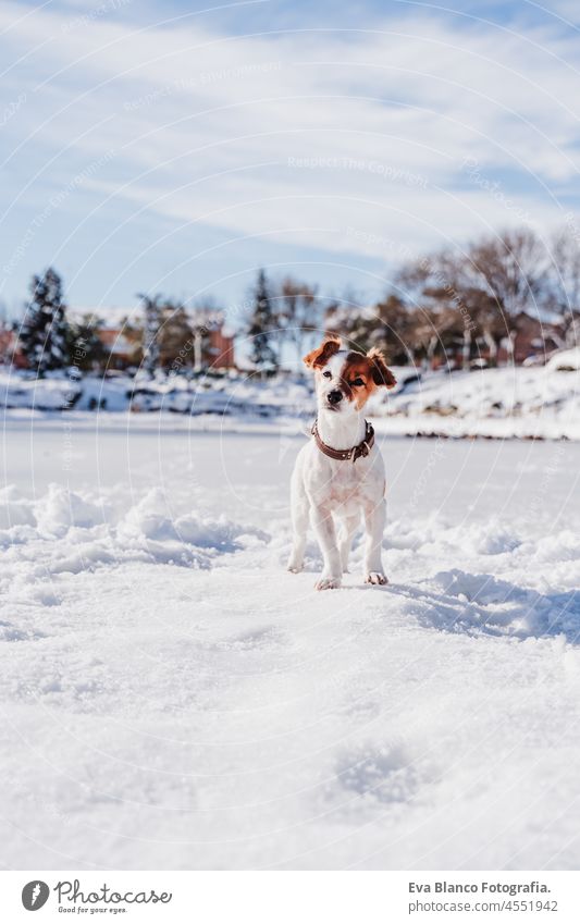 niedlicher kleiner Jack Russell Hund auf verschneitem Steg im Winter am zugefrorenen See stehend. Haustiere im Freien in der Natur jack russell Schnee Pier Dock