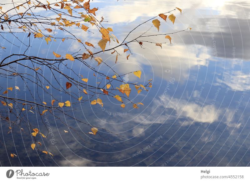 am See - Birkenzweige mit gelben Blättern vor einer Wasseroberfläche, in der sich Himmel und Wolken spiegeln Birkenblatt Herbst Herbstfärbung Spiegelung