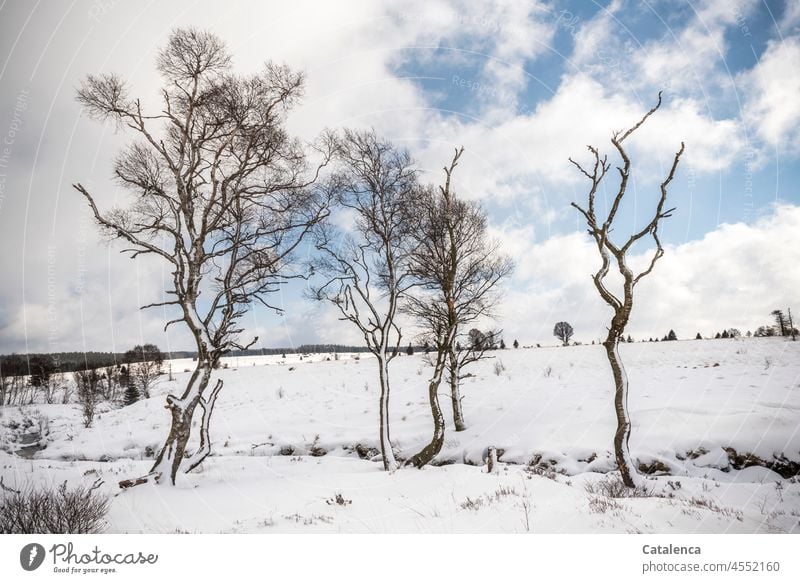 Schneebedeckte, weite Landschaft. Kahle Laubbäume im Vordergrund, am blauen Himmel ziehen Wolken verschneit Büsche Grashalme weiß winterlich Klimawandel