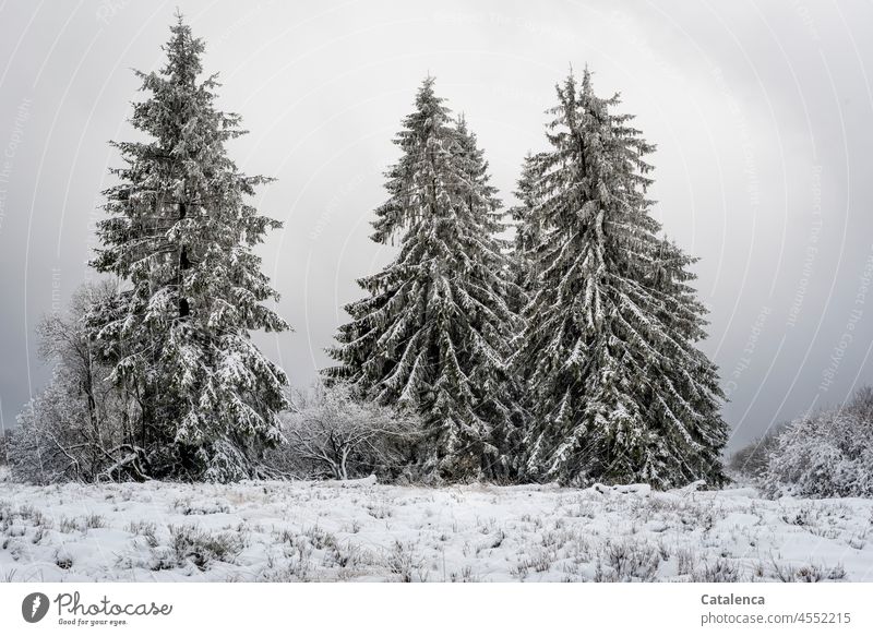 Drei Tannen im Schnee an einem bewölktem Tag Natur Pflanze Baum Winter kalt Frost Tageslicht Kälte Eis erstarren Botanik Stimmung Flora Klimawandel winterlich