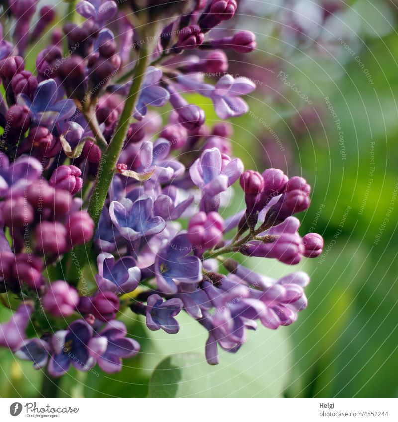 ein bißchen Frühling - Detailaufnahme von violettem Flieder mit Knospen und geöffneten Blüten Pflanze Strauch Fliederbusch Fliederblüte blühen wachsen lila