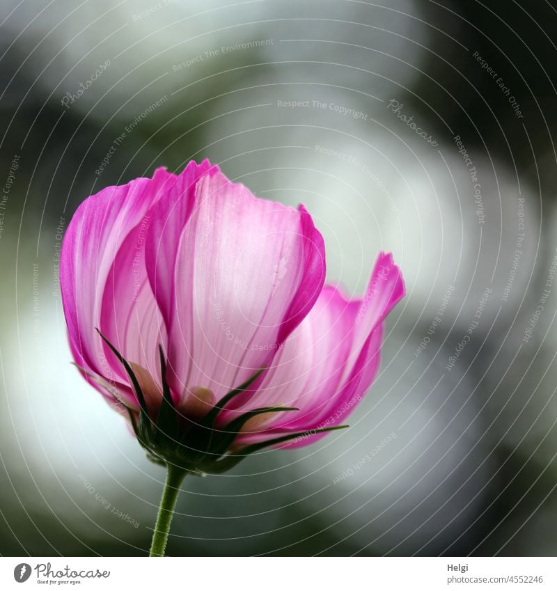 Blüte einer rosa Cosmea im Gegenlicht mit Bokeh Blume Schmuckkörbchen Nahaufnahme Makroaufnahme Blütenblätter Pflanze Blühend Sommer Farbfoto Detailaufnahme