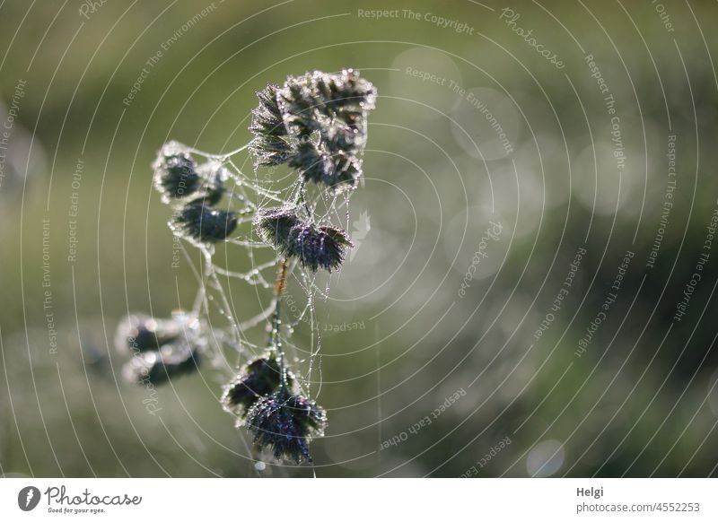 herbstliche Spinnereien - blühender Grashalm mit Spinnweben und Tropfen besetzt Spinngewebe Spinnennetz Nebel Morgen morgens Tautropfen nass Bokeh Netzwerk