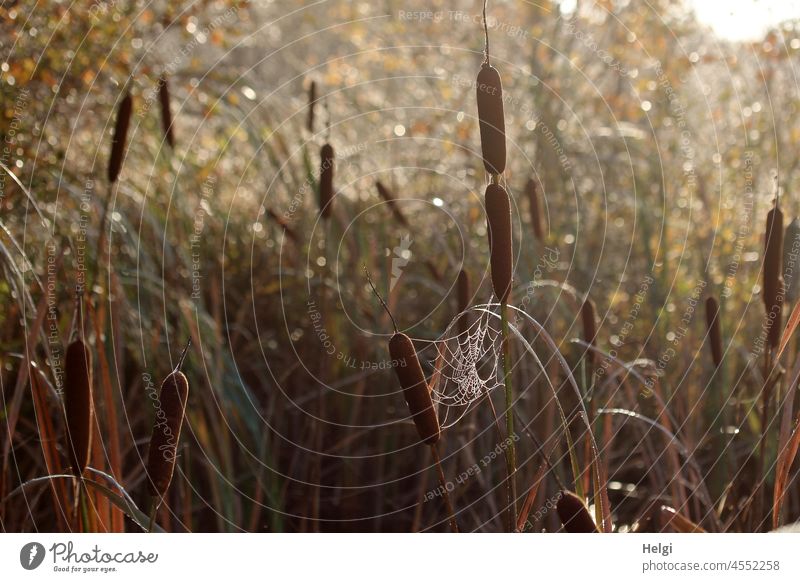 morgens im Moor - Spinnennetz zwischen Rohrkolben im Moortümpel bei Gegenlicht Spinngewebe Tümpel Sonnenlicht Morgen Licht Schatten Stimmung Außenaufnahme