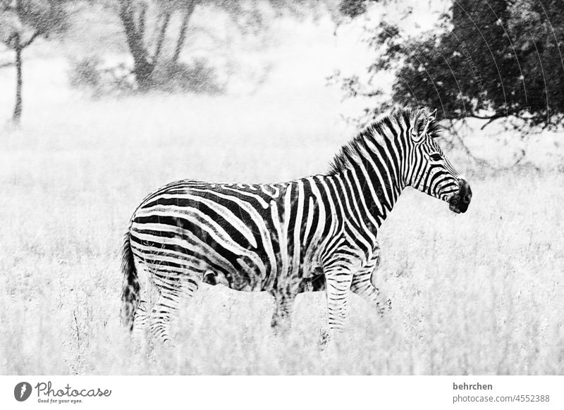 teekesselchen | zebrastreifen Tierporträt Unschärfe Sonnenlicht Kontrast Schatten Licht Tag Menschenleer Nahaufnahme Außenaufnahme beeindruckend gestreift
