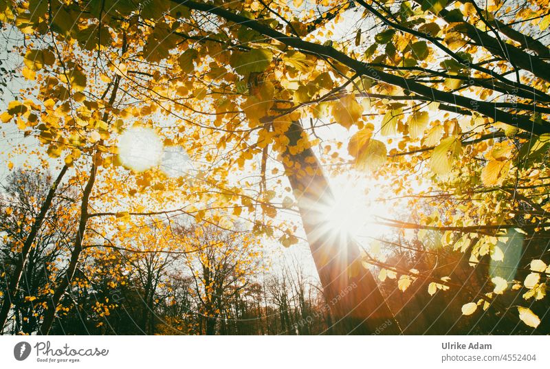 Herbstfarben mit Sonnenstrahlen Sonnenlicht Licht Menschenleer Außenaufnahme Farbfoto Blendenflecken Herbstlicht herbstlich Herbstfärbung Klima Idylle Erholung
