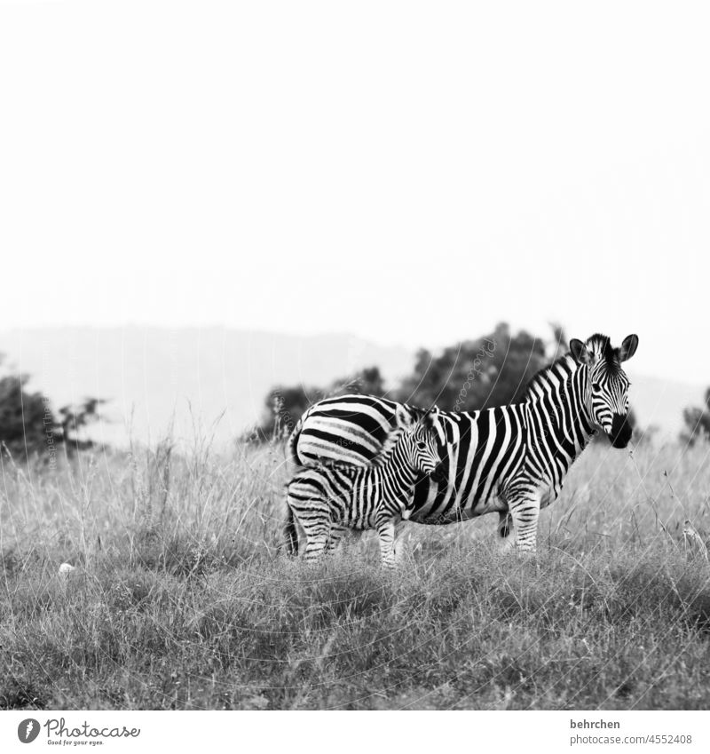 vertrauen besonders Tierschutz wild beeindruckend Wildnis Sonnenlicht Kontrast pilanesberg nationalpark Tierporträt Unschärfe Licht Tag Menschenleer Nahaufnahme