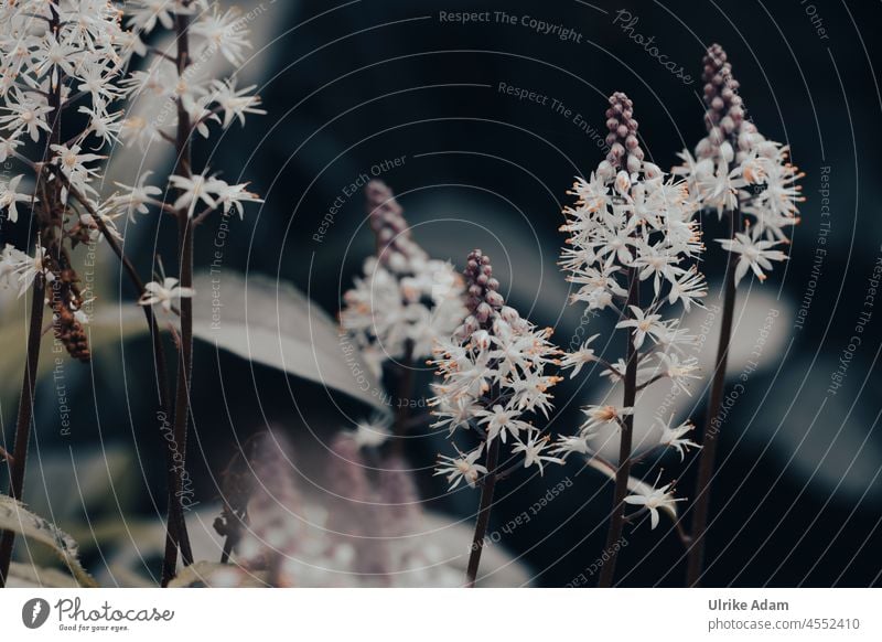 Schaumblüten ( Tiarella ) harmonisch Spa elegant Meditation Wellness dunkel Trauer trauerkarte Blütenstempel Freisteller natürlich Hintergrund neutral Natur
