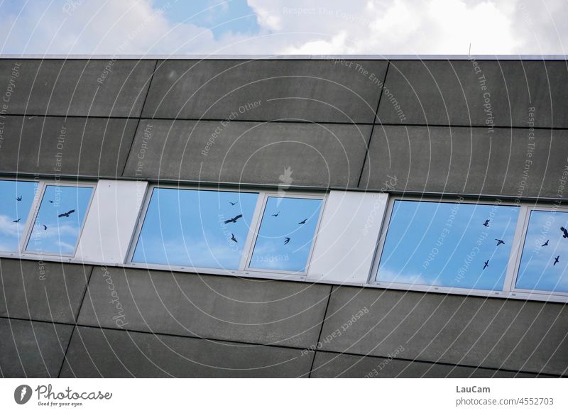Vogel- oder Froschperspektive? Vögel Vogelschwarm Fenster Fensterscheibe Spiegelung Reflektion Reflexion & Spiegelung Haus Wand Fassade Hausfassade grau blau