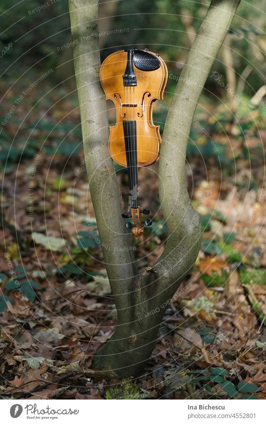 Eine Geige hängt mit der Schnecke nach unten zwischen zwei Äste eines Baumes. violine Viola Ast hängen kopfüber Natur Holz altes holz Kunst Künstlerisch