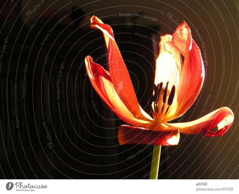 Verwelkte Schönheit Blume Blüte Licht dunkel Tulpe Sonne Pflanze Makroaufnahme