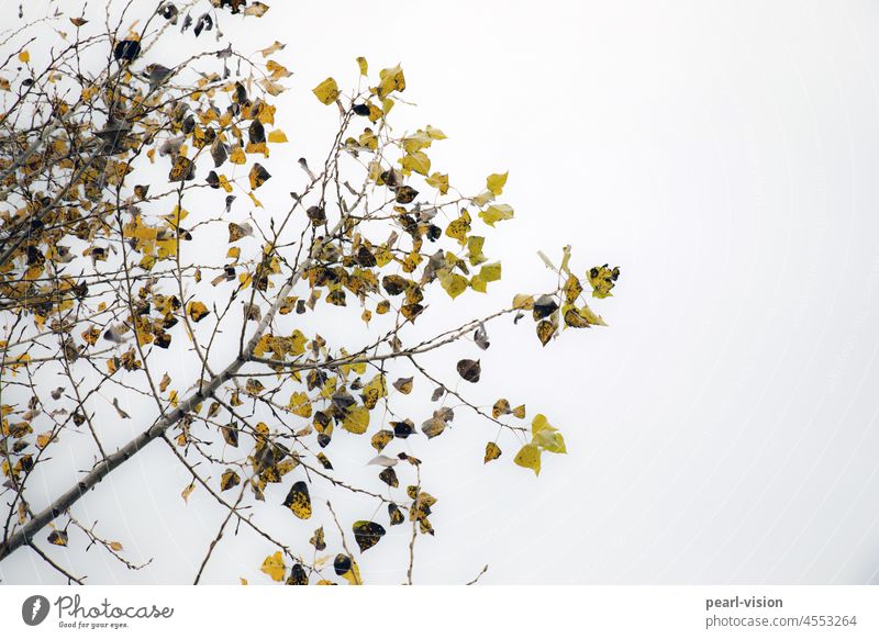 Herbstblätter Äste und Zweige Laubwerk Pappel Blatt kahl kalt grau trist Nebel ruhig Laubbaum trüber Tag Außenaufnahme Farbfoto Herbstwetter Herbstfärbung