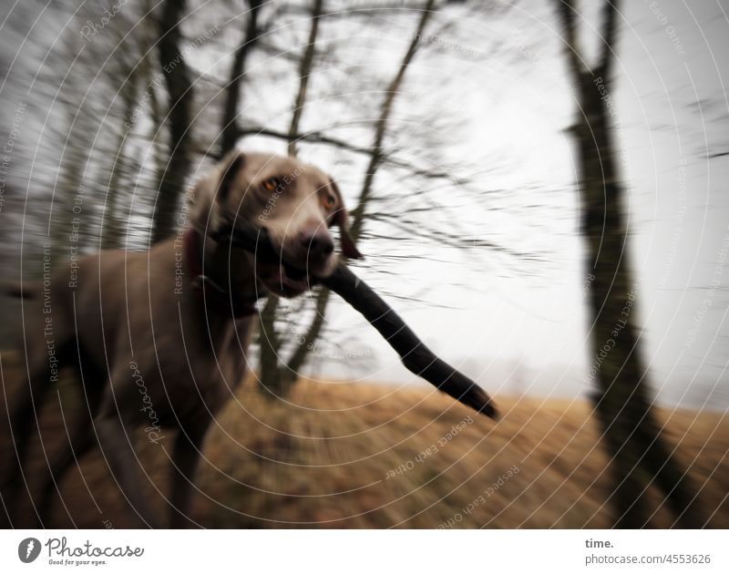 Tia • Hund mit Ast unterwegs durch Wald und Wiese weimaraner ast Stock laufen bewegung landschaft natur sumpf moor baum frühjahr engagiert Holz Knüppel