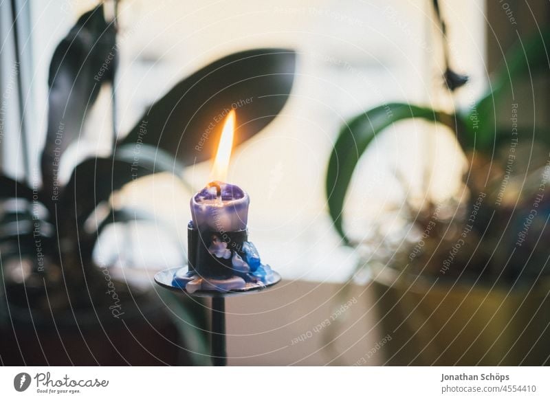 brennende Kerze im Kerzenständer am Fenster neben Zimmerpflanzen Advent dunkle jahreszeit Weihnachten & Advent Flamme Wachs Deko zuhause drinnen Hoffnung Licht