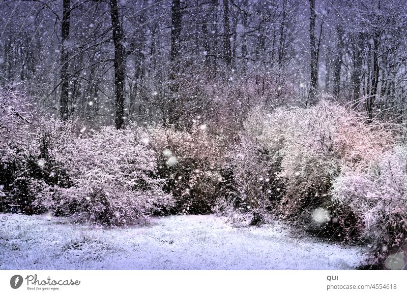 Schneeflöckchen Zauber Winter Schneebedeckte Hecken Bäume weiß pastell Schneefall Schneeflocken Schneelandschaft Wald Rieseln Außenaufnahme Winterstimmung
