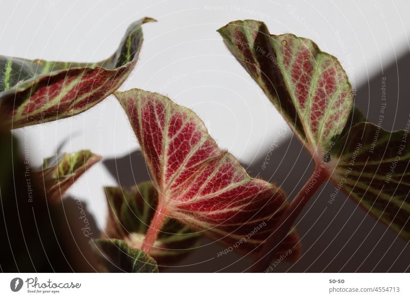 Pflanzenblätter mit rot-grün Textur im Kontrast von Licht und Schatten. Zimmerpflanze urban jungle seltene Pflanzen Natur Dekoration & Verzierung Konstrast