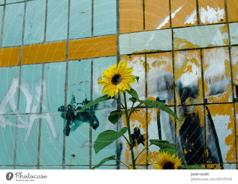 Sonnenblume vor einer beschmierten Wand Fliesen u. Kacheln verwittert Hauswand Gedeckte Farben Kleberreste Vandalismus lost places Blühend Farbkombination