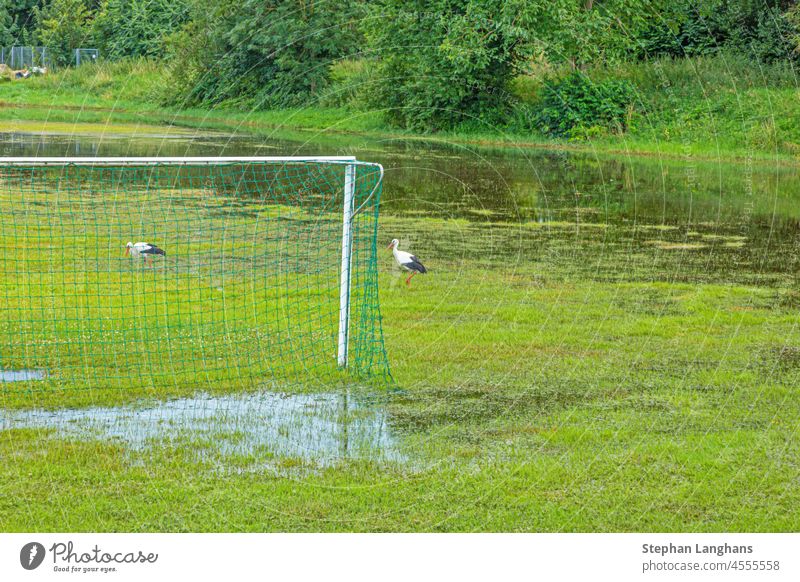 Bild eines überfluteten Fußballplatzes nach starkem Regen mit patrouillierenden Störchen auf der Suche nach Nahrung Wasser nass fluten Natur Umwelt Feld Gras