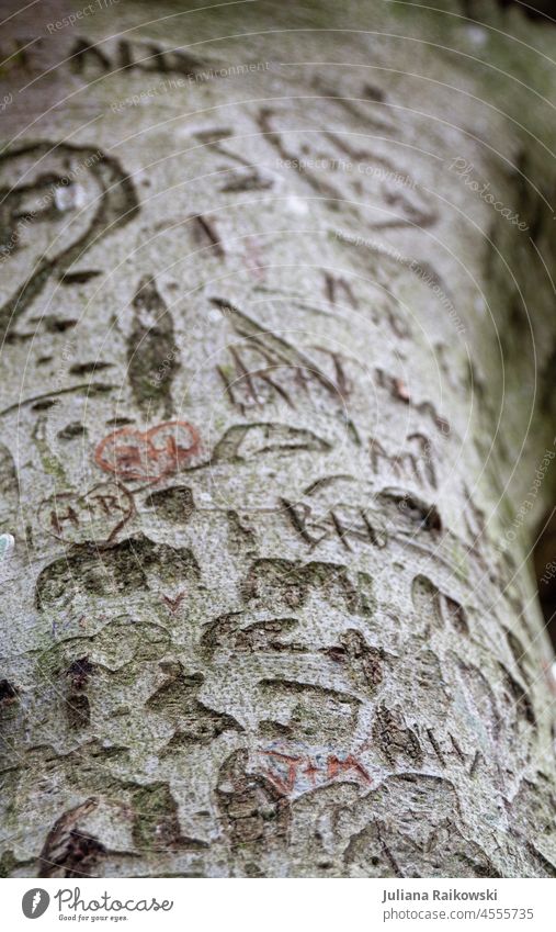 Eingeritze Buchstaben in einen Baum eingeritzt Natur Gedeckte Farben Farbfoto Außenaufnahme Menschenleer Tag Wald Pflanze Umwelt natürlich grün Baumstamm braun